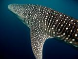 Djibouti - Whale Shark - 11